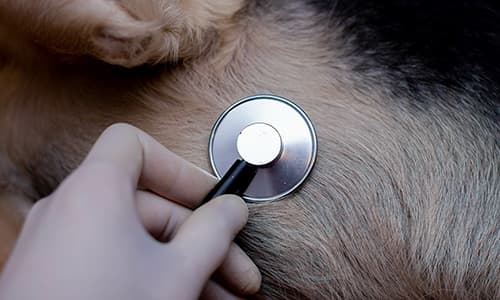 Veterinary Cardiology Certificate Online Thumbnail