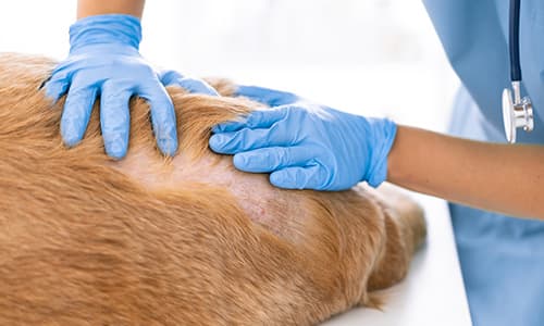 Veterinary Dermatology Certificate Thumbnail