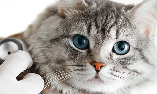 Feline Medicine Certificate Programme Thumbnail