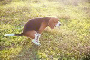 Dog with diarrhoea