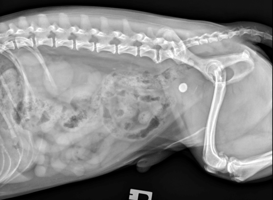 Lower urinary tract disease in male dogs