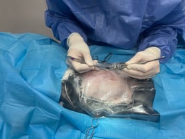 A vet performs soft tissue surgery to correct gastrointestinal obstruction in rabbits