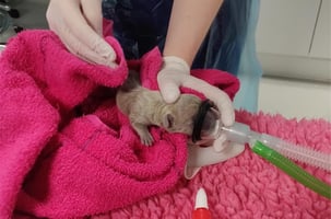 A veterinary nurse resuscitates a newborn dog after caesarean section 