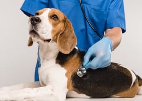 A vet listens to a beagle's chest