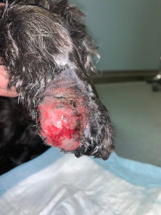 A high-grade cutaneous mast cell tumour on the digit of a dog