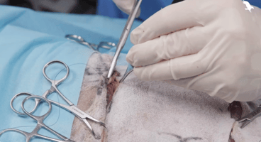 Pacing continuous sutures in an advancement flap