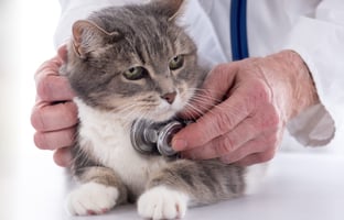 A nurse cares for a cat with heart disease