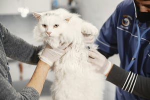 Medical emergencies, like this white cat, need all hands on deck