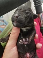 A newborn puppy after a caesarean needs resuscitation 