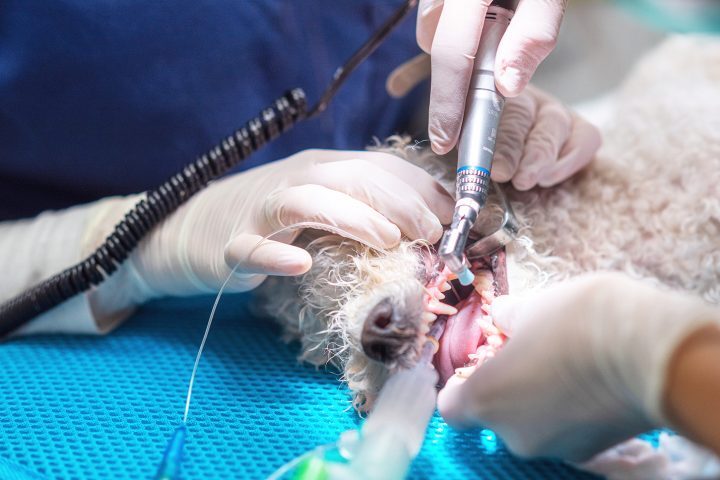 Checking dog's teeth